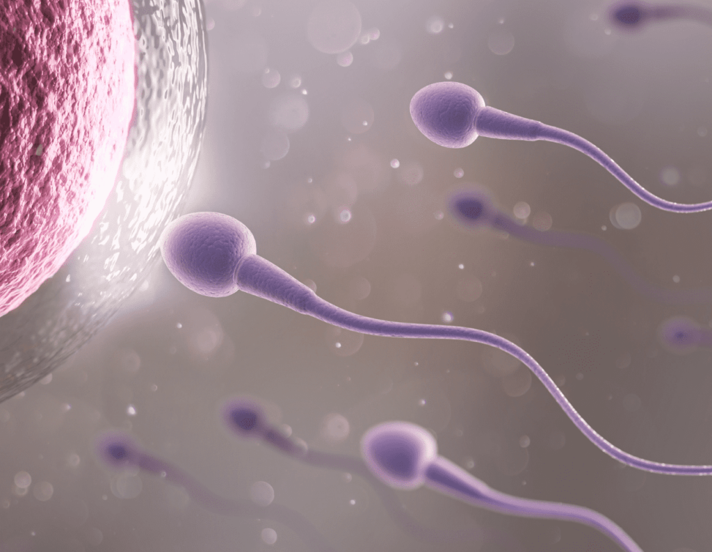 accompagnement naturopathie hypofertilité infertilité femmes hommes couples